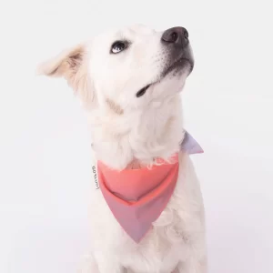 GoFluo-Bandana hond